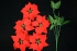 Red Micro-Peach Fabric Poinsettia Bush x 5 (lot of 24 bushes) SALE ITEM